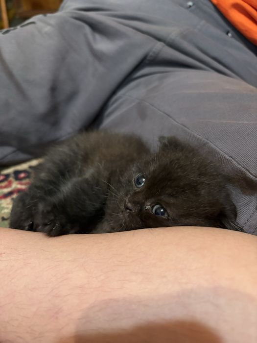 Котенок шатландец
