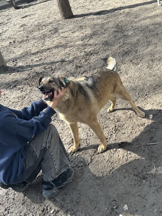 Пристраивается собака!