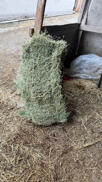 Сена разнотравье клевер солома есть в наличии и также есть доставка