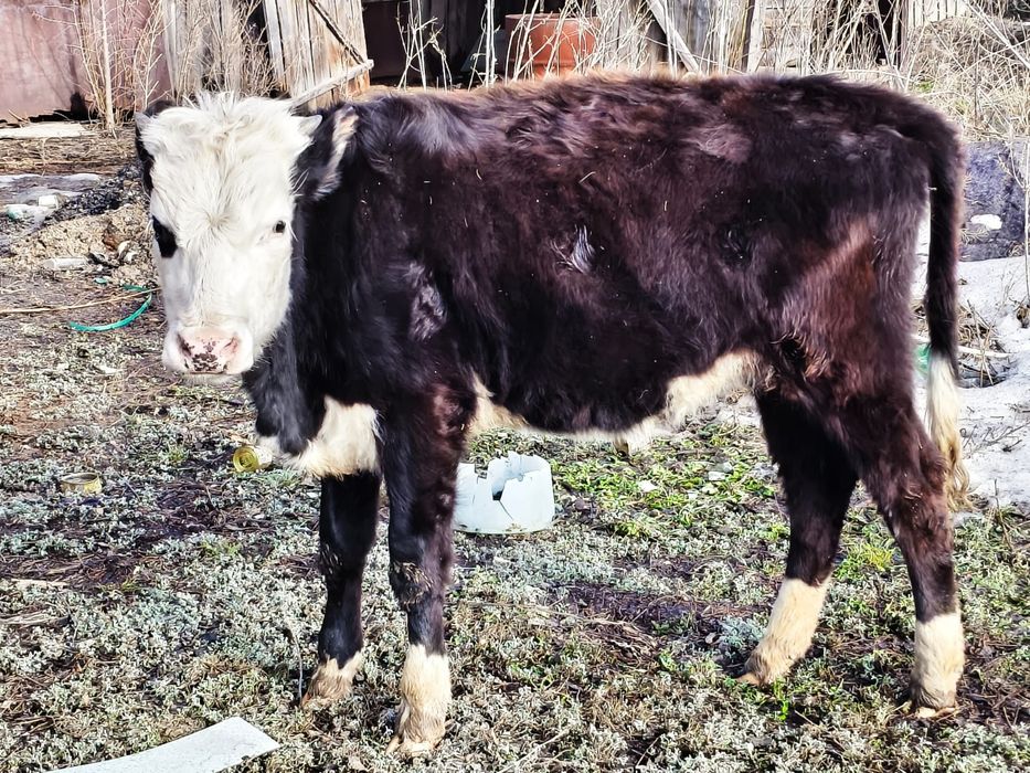 Продам коров с телятами