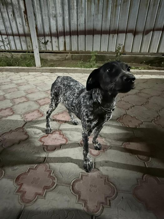 Курцхаар продам щенка