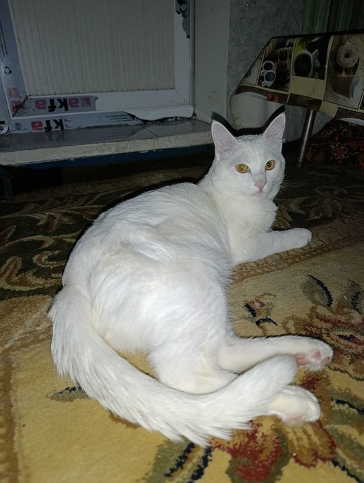 Турецкий ангора кошка