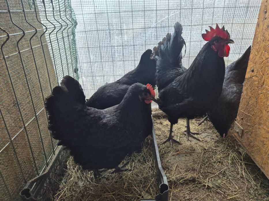 Ouă incubat Wyandotte, Ayam, Araucana, Brahma, mătase – fertilizate
