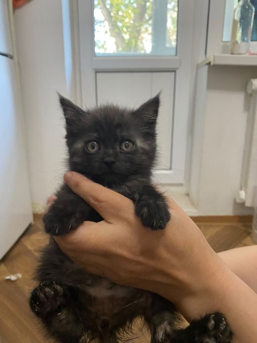 Котенок в добрые руки