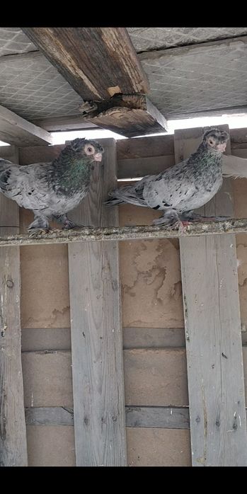 Голуби двухчубые