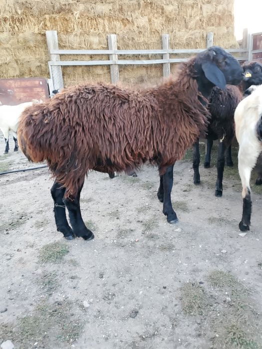 Еділбай қойлар ірі