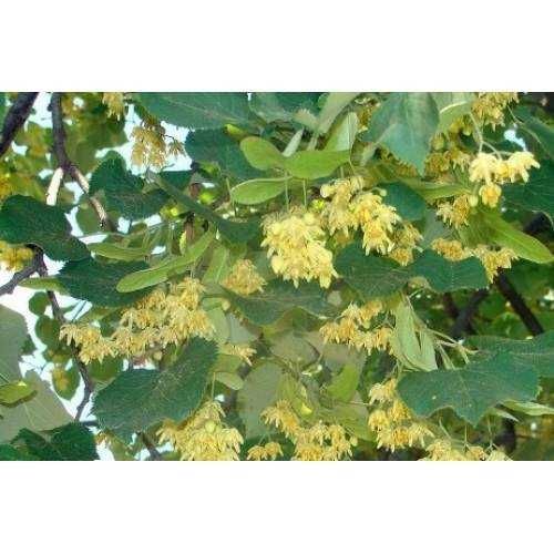 Фиданки бял маргарит, китайски мехурник, липа, златен дъжд, хибускус