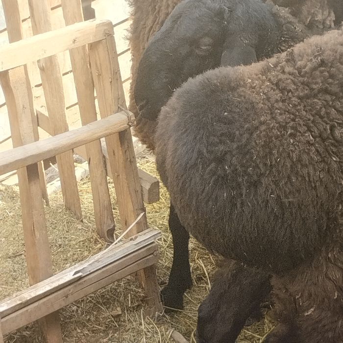 Семіз қошқарлар сатылады үш ай жемде тұрған