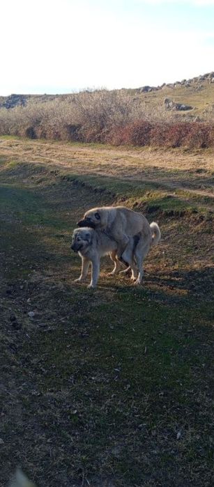 Кангал турецкий тозаси