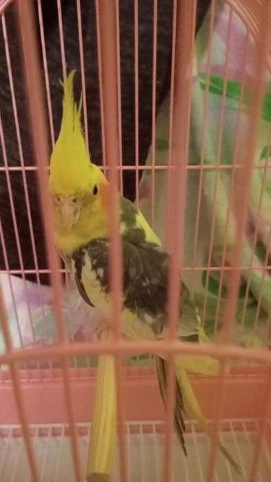 Продается Корелла Нимфа