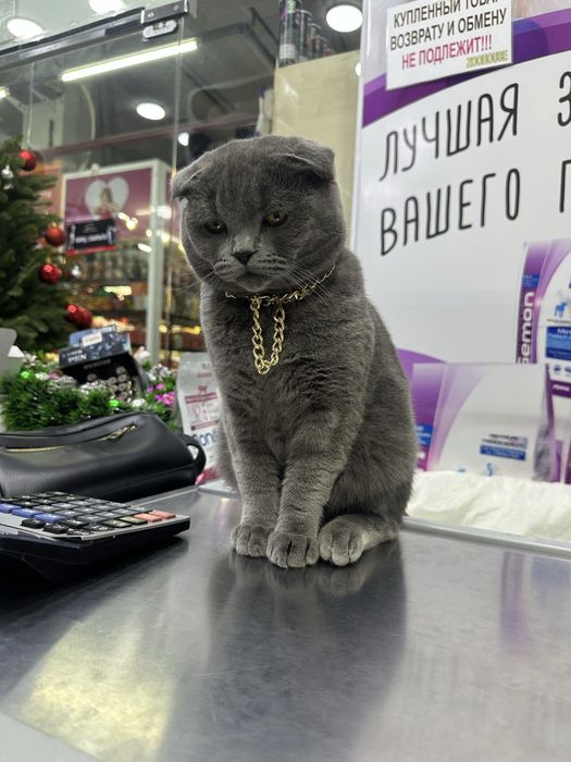 British Shorthair Blue scotish fold