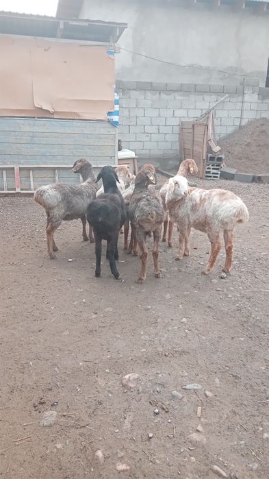 Сек сатылады,6 бас