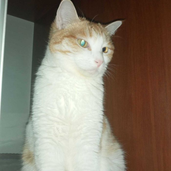 Кошечка рыже-белая