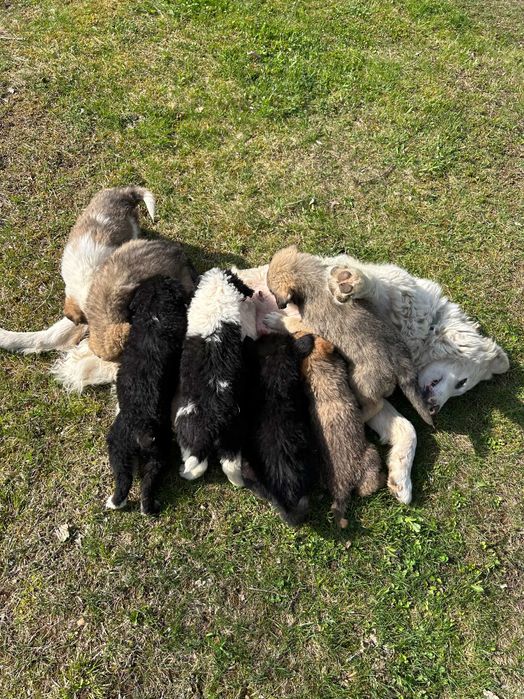 Donez catei metis ciobanesc romanesc