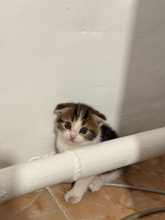 Отдам Котят  Девочки
