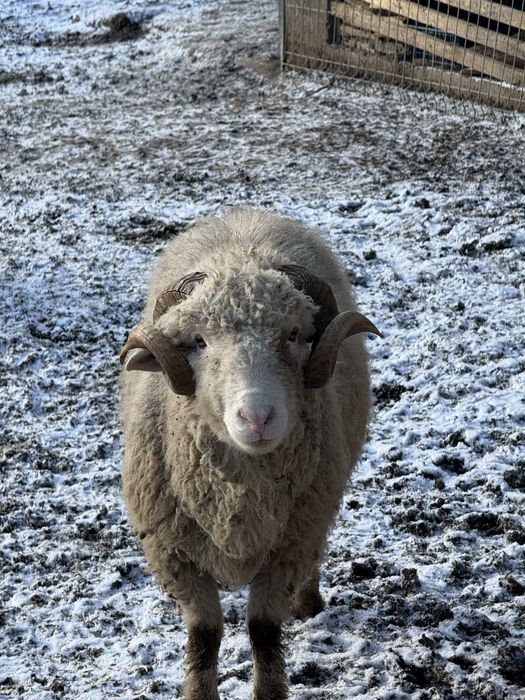 Berbec  mior pentru prasila
