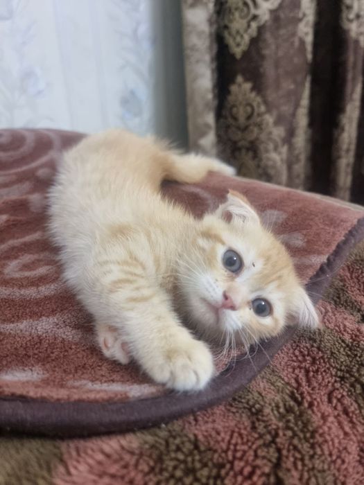 Продаётся котёнок Скотиш фолд  девочка