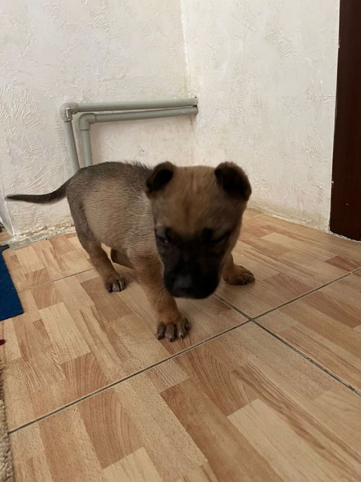 Кушік суйкімді кішкентай.