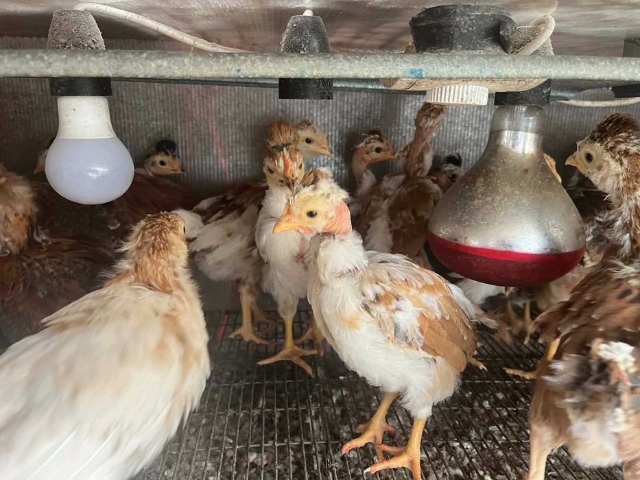 Pui Motati Golasi talie mare