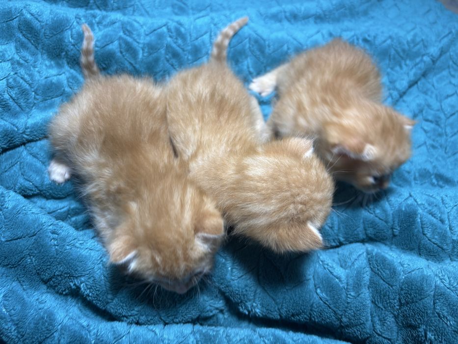 Шотландские вислоухие котята