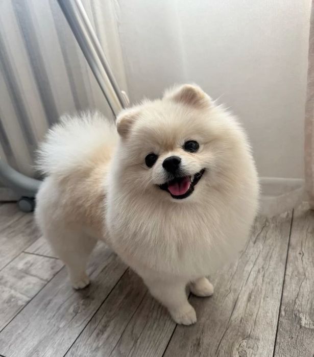 Шпиц (город:Астана) (домик в подарок)