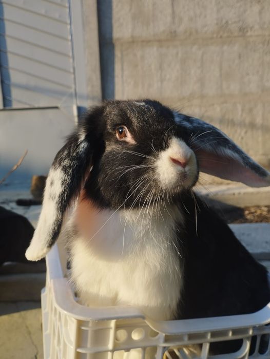 Продам кроликов      .