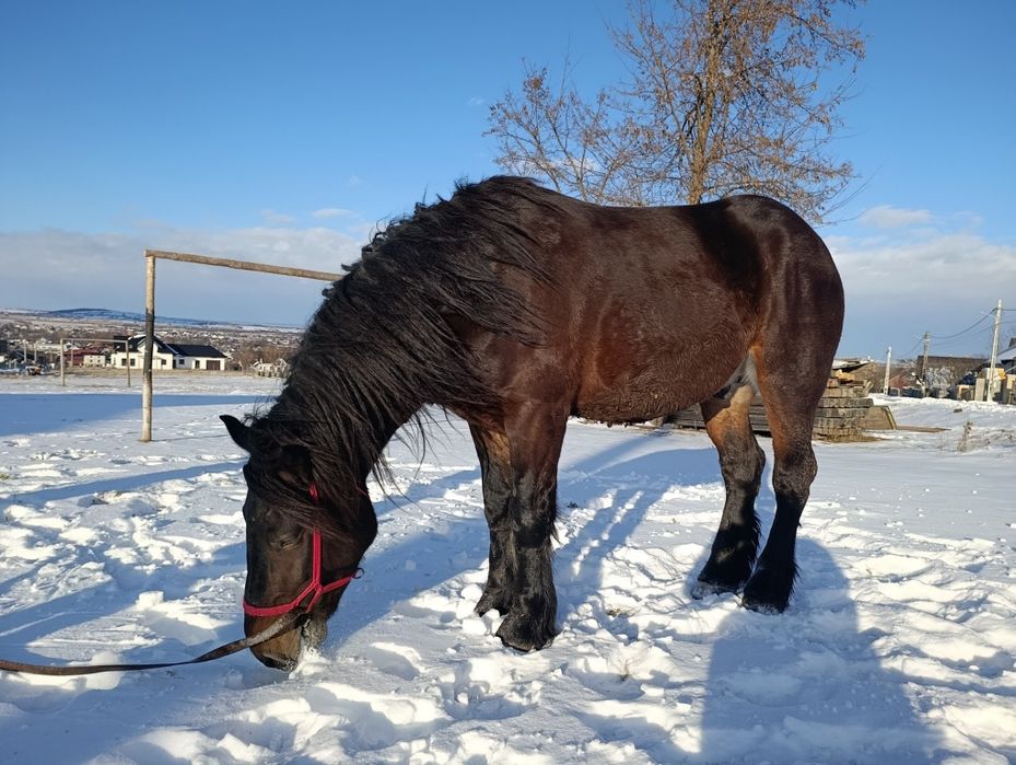 Cal de vânzare de 4 ani
