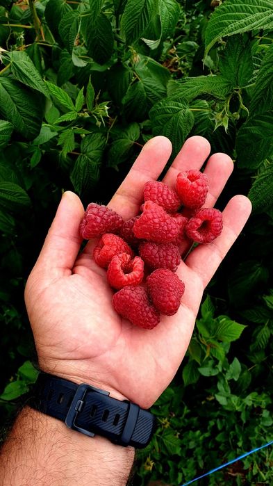 Предлагам елитен разсад малини и къпини