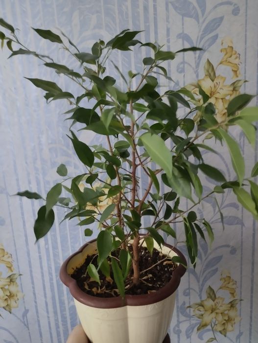 Фикус Бенджамина .