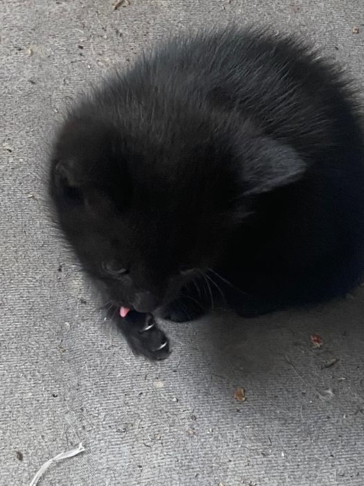Отдам четырех котят