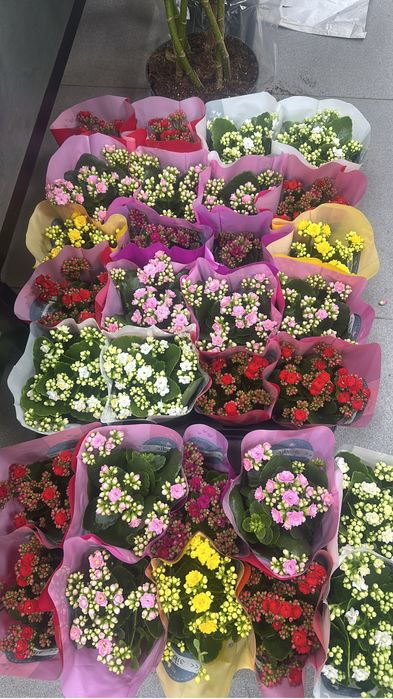 Комнатные цветы оптом