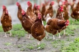 Куры несушки ломан браун