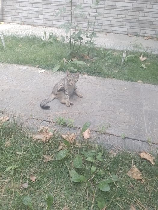 Mushuk sotiladi srochna