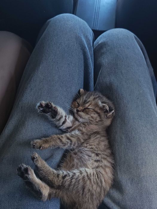 котенке 1 месяц, продаётся