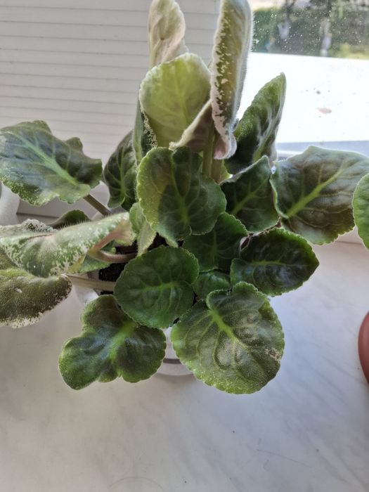 Фиалки сотовые 1500тг