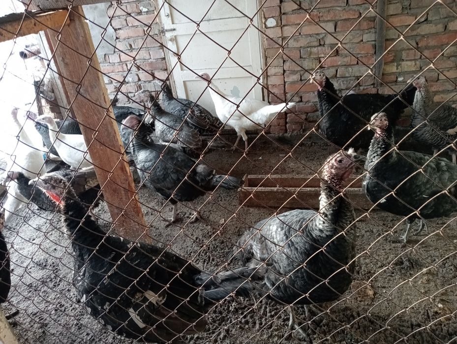 Индюки. продаются