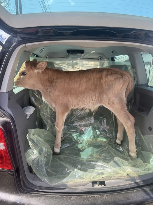 Vitei sugari , semi intarcati si intarcati taurasi si vitele