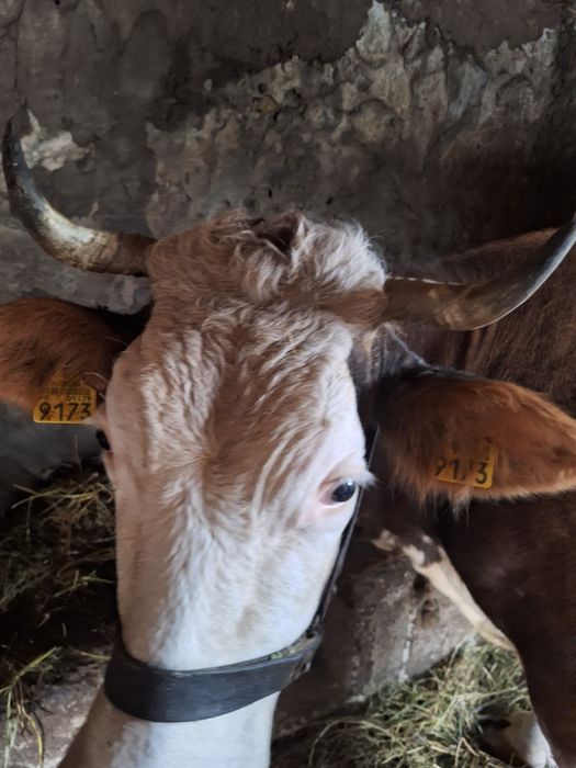 Vând vaca Balțată