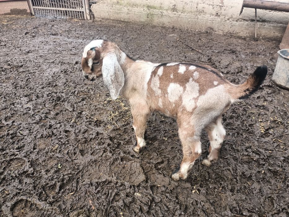 Ied anglonubian de vânzare.