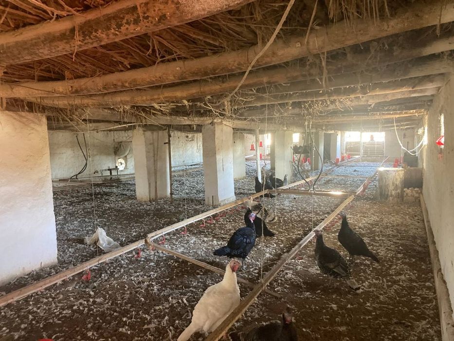 Ферма сотилади,пскентда