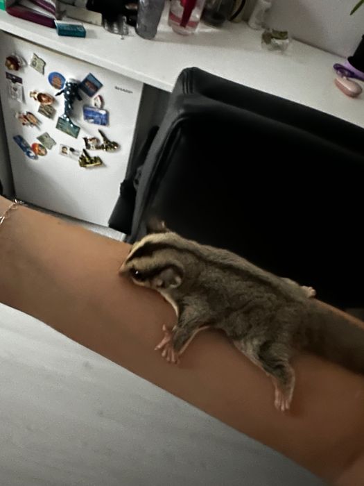 Veverița sugar glider