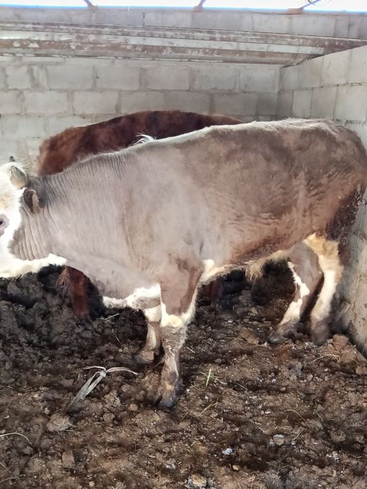 Быки два к корму приучены