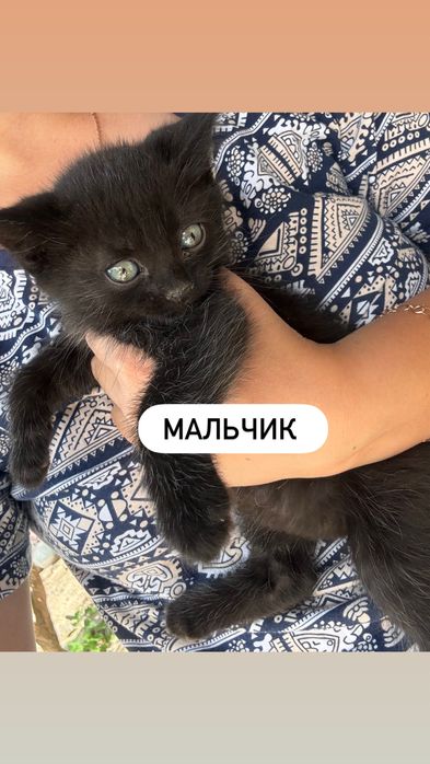 Котята мальчик,  девочка, в добрые руки