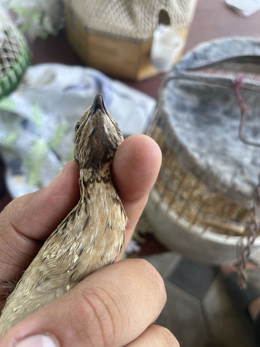 Продам перепелов дикие поющие