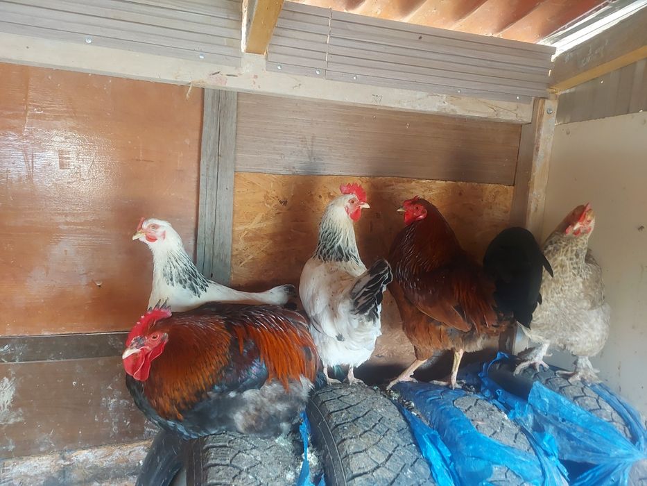 Продаётся куры и петухи