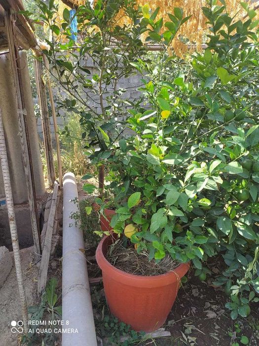 Лимон(мэйер)/киви/японский урюк. Limon/kivi/greyfrut/yapon u