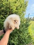 Продавам мъжко померанче
