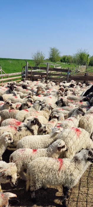 Miei de vanzare 200 bucati