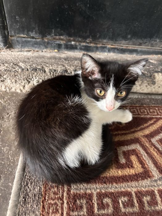 Отдам бесплатно котенка мальчика