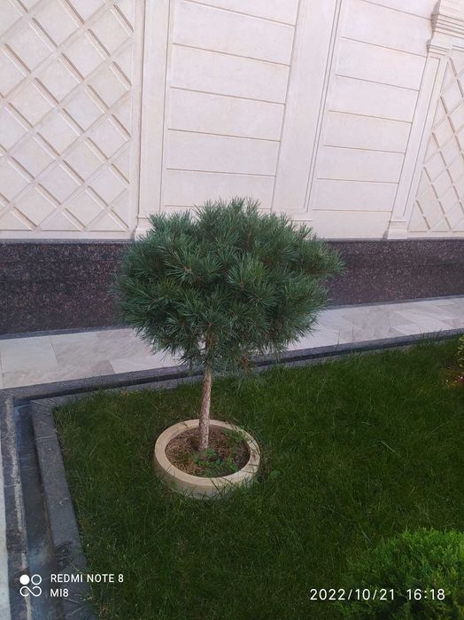 Продою Сосна штамповый
Штамповый сосна арча сотилади